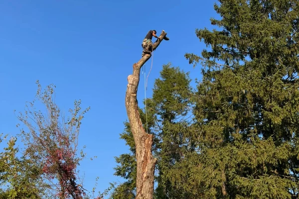 Tree Trimming Tree Trimming
