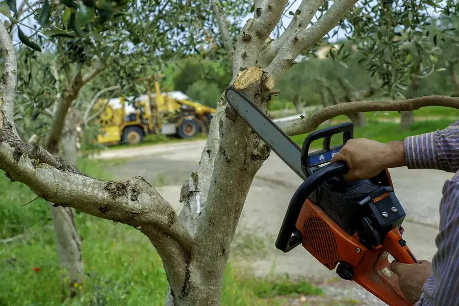 Essential Tips For Keeping Trees Healthy Year-round Bergenfield NJ