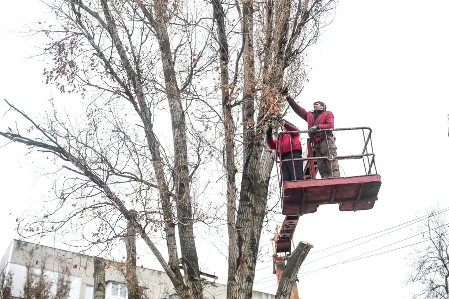 Essential Tips For Keeping Trees Healthy Year-round in Bergenfield NJ