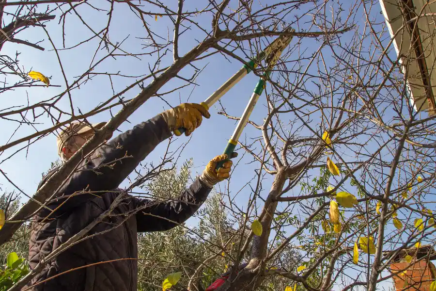 How Proper Tree Maintenance Enhances Growth And Strength Bergenfield NJ