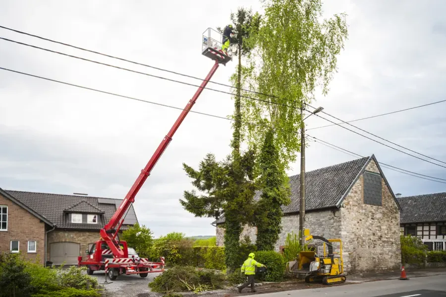 How Proper Tree Maintenance Enhances Growth And Strength in Bergenfield NJ