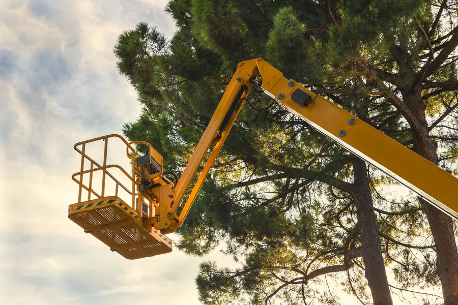 How Tree Services Improve Your Yards Overall Health Bergenfield NJ