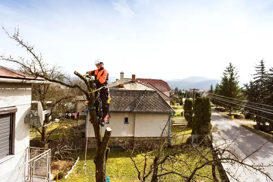 How Tree Services Improve Your Yards Overall Health in Bergenfield NJ