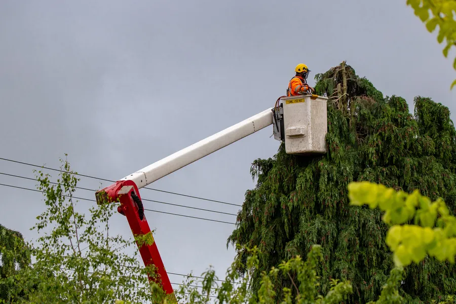 Local Tree Maintenance Bergenfield NJ