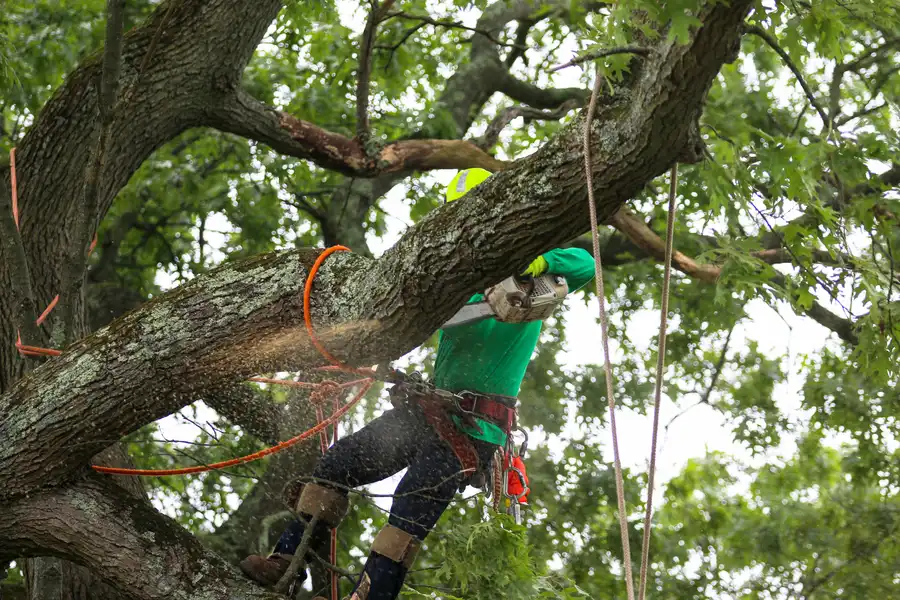 Premium Tree Maintenance Bergenfield NJ