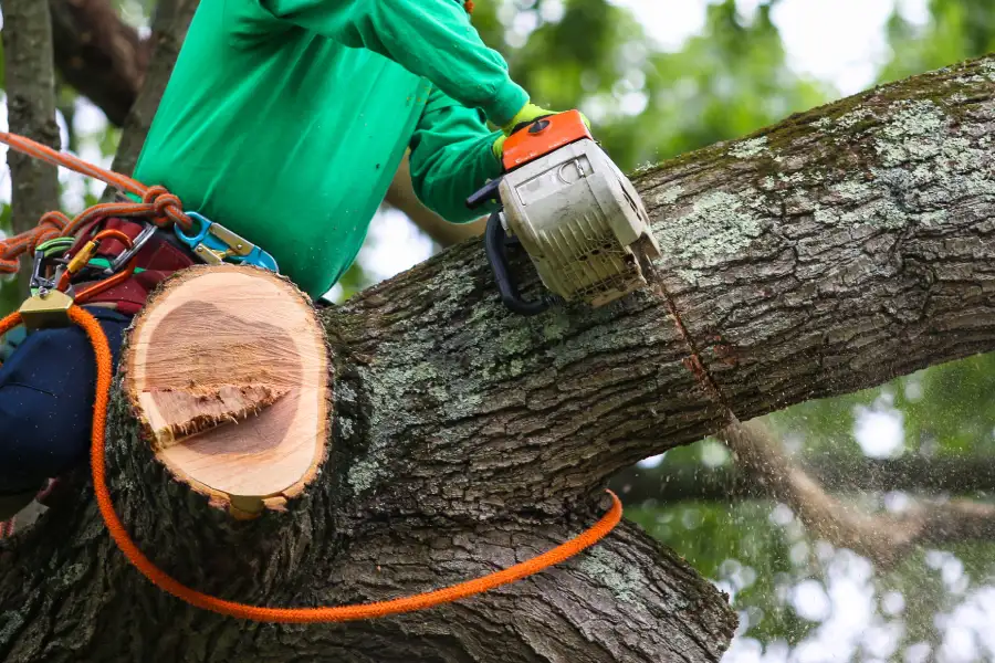 Professional Tree Trimming Bergenfield NJ