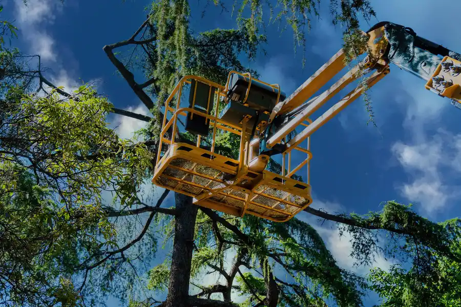 Quality Tree Maintenance Bergenfield NJ