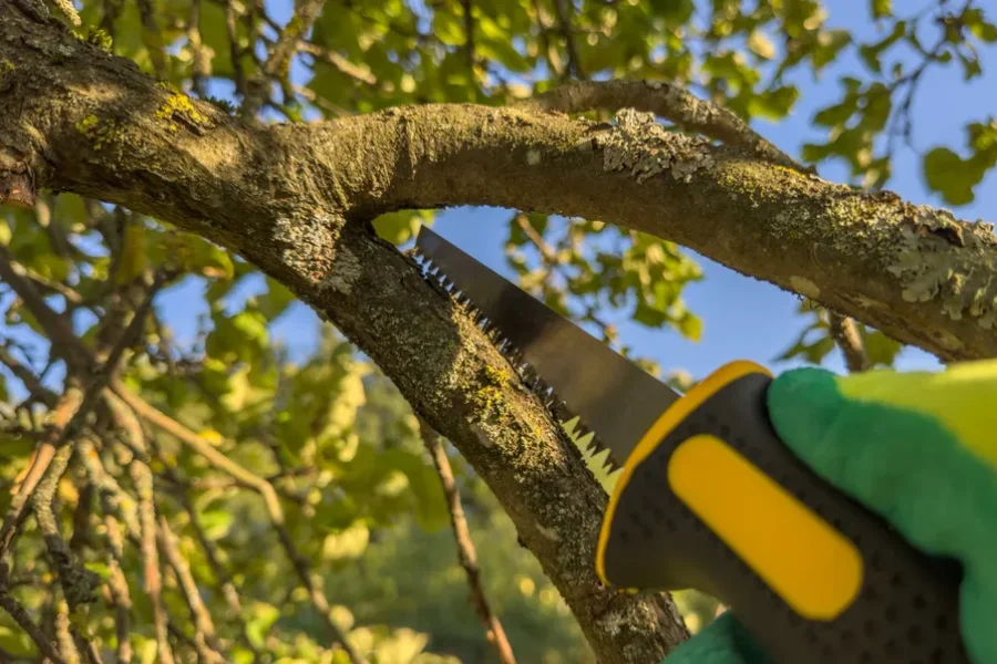 Reputable Tree Trimming Bergenfield NJ