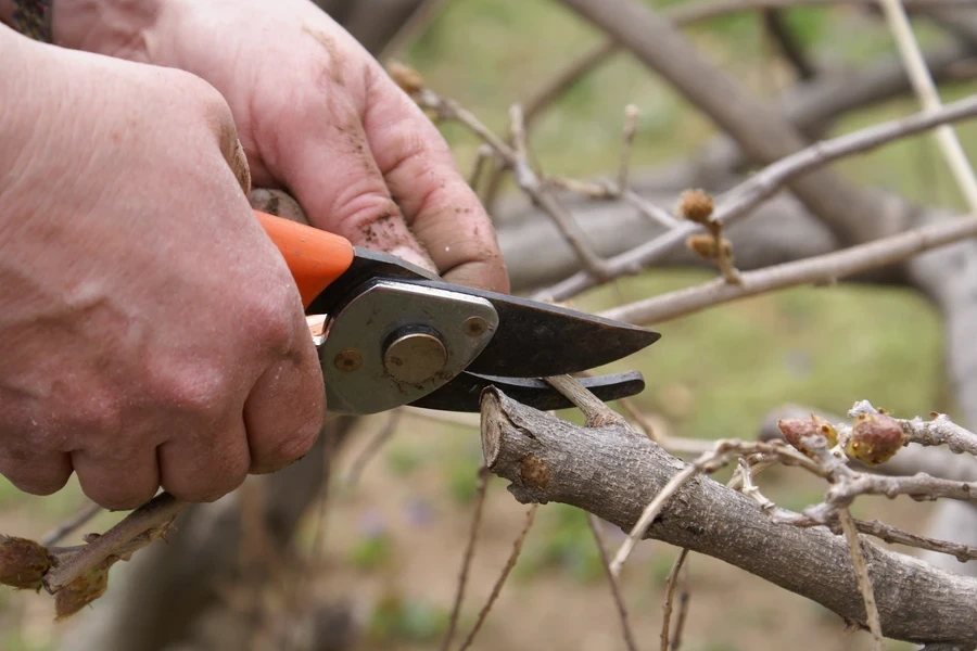The Importance Of Regular Tree Maintenance For Your Property Bergenfield NJ