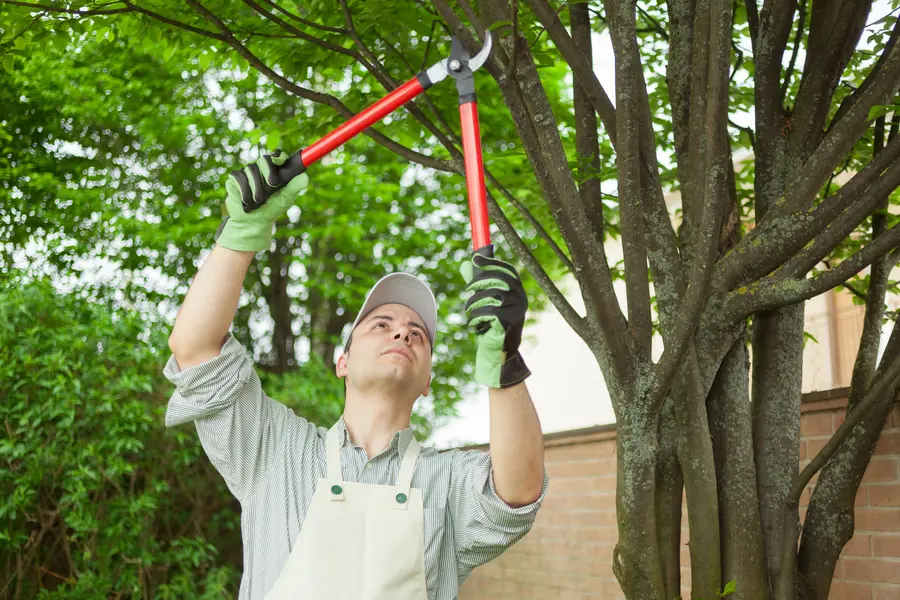 The Importance Of Regular Tree Maintenance For Your Property in Bergenfield NJ